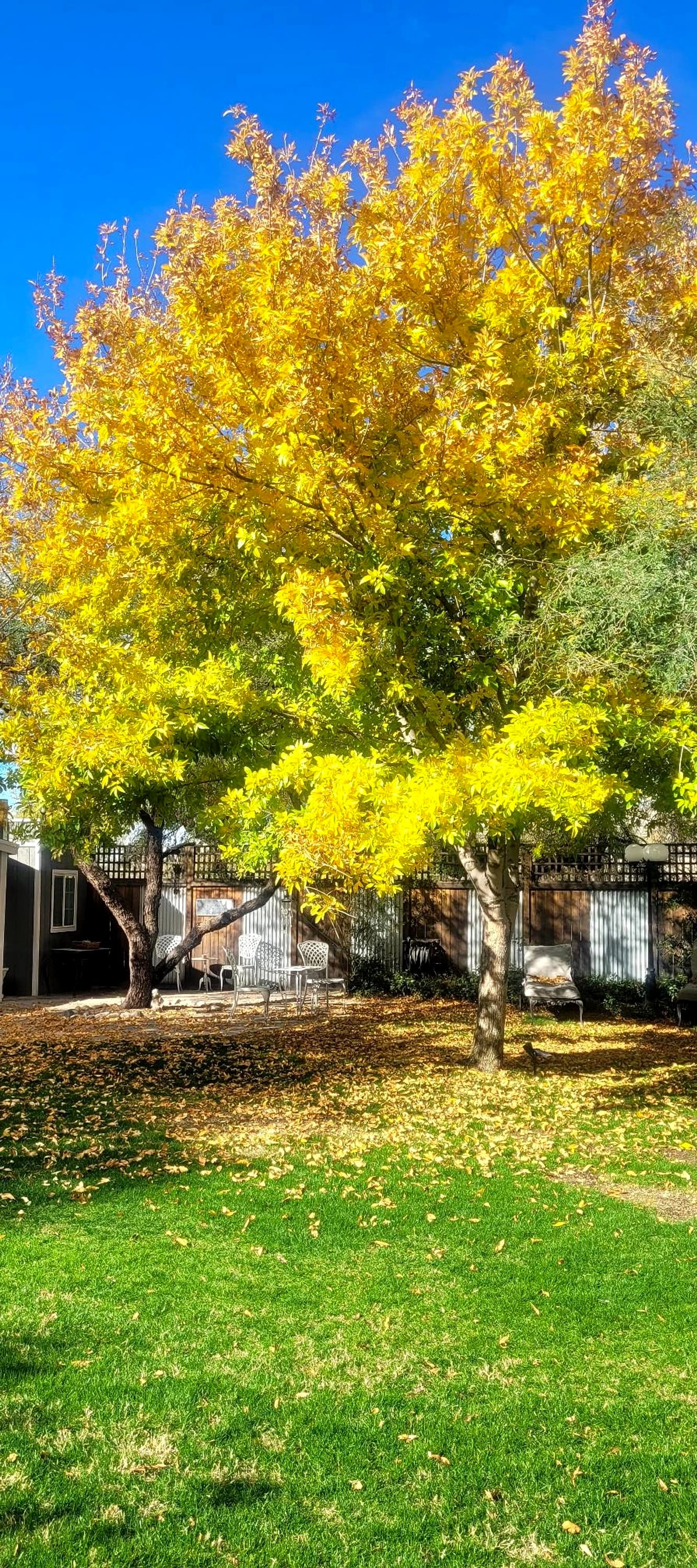 A golden tree over the lawn in autumn.