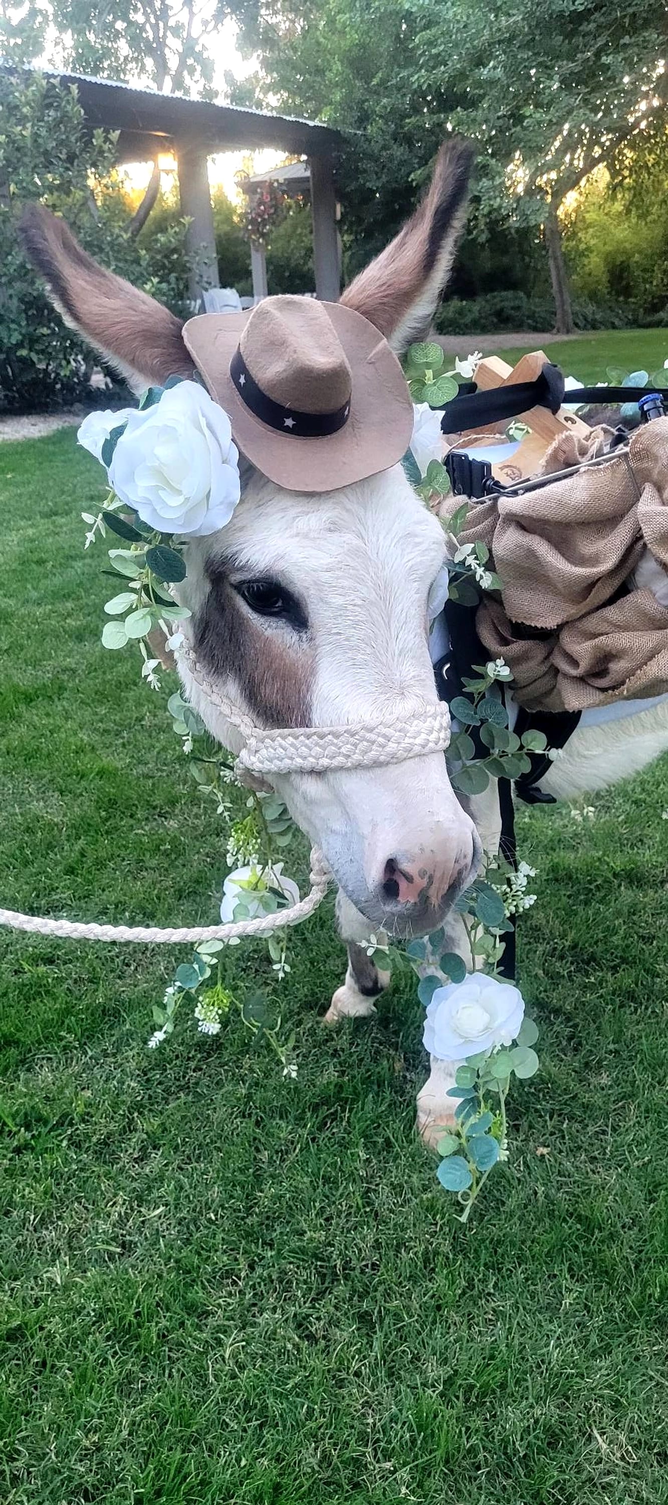 A miniature donkey in a floral halter.