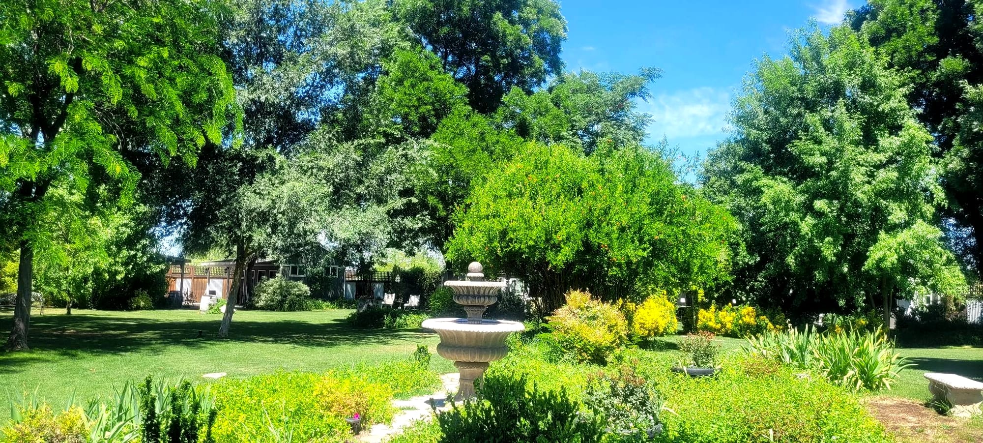 The fountain and the trees in late spring.