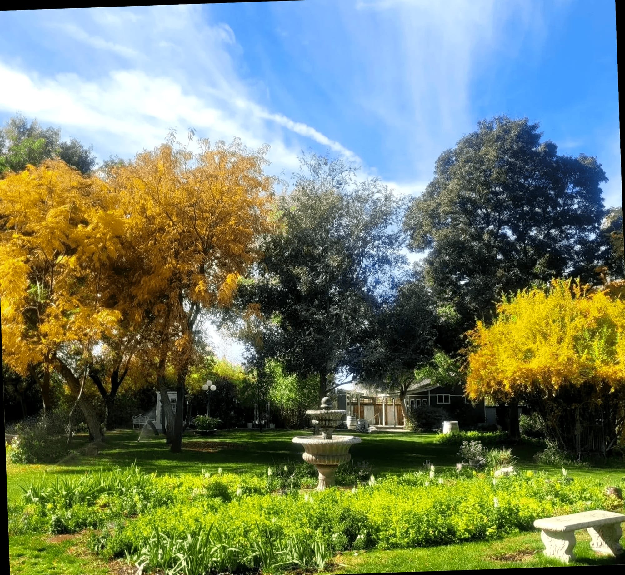 The fountain, framed by trees.