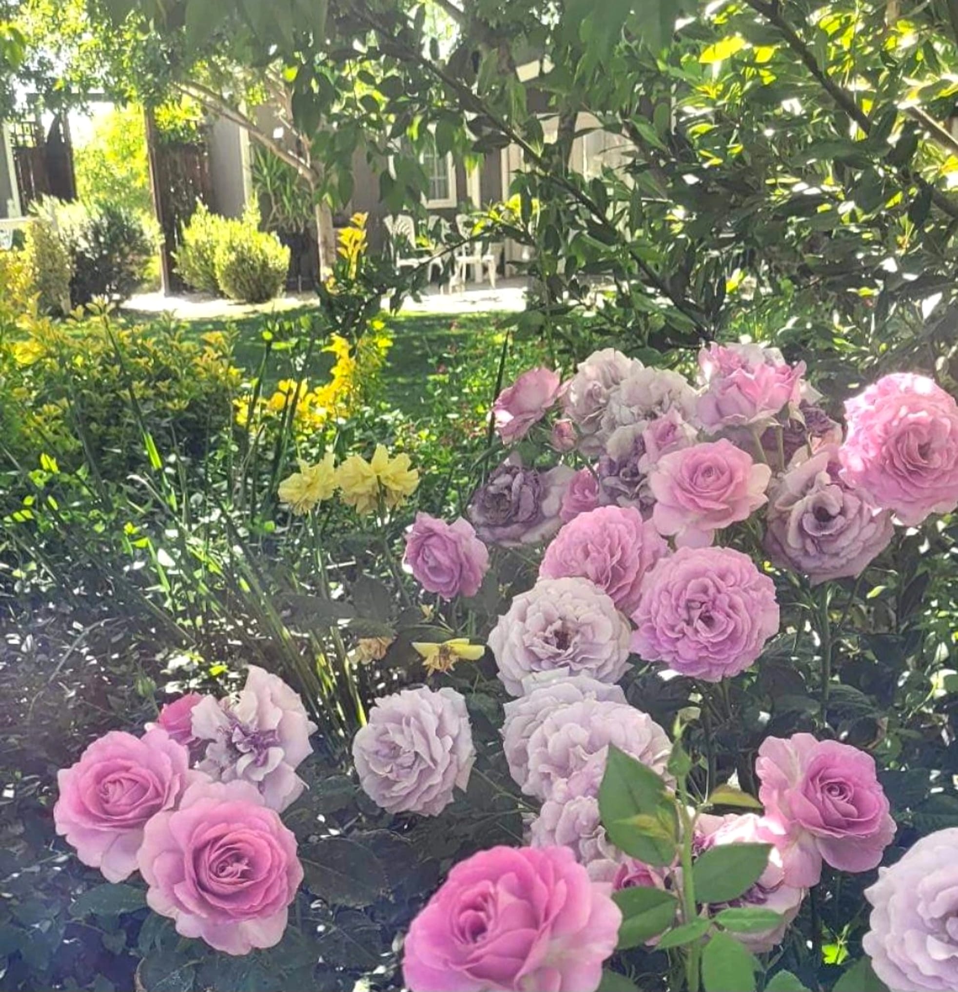 Pink roses in the garden beds.