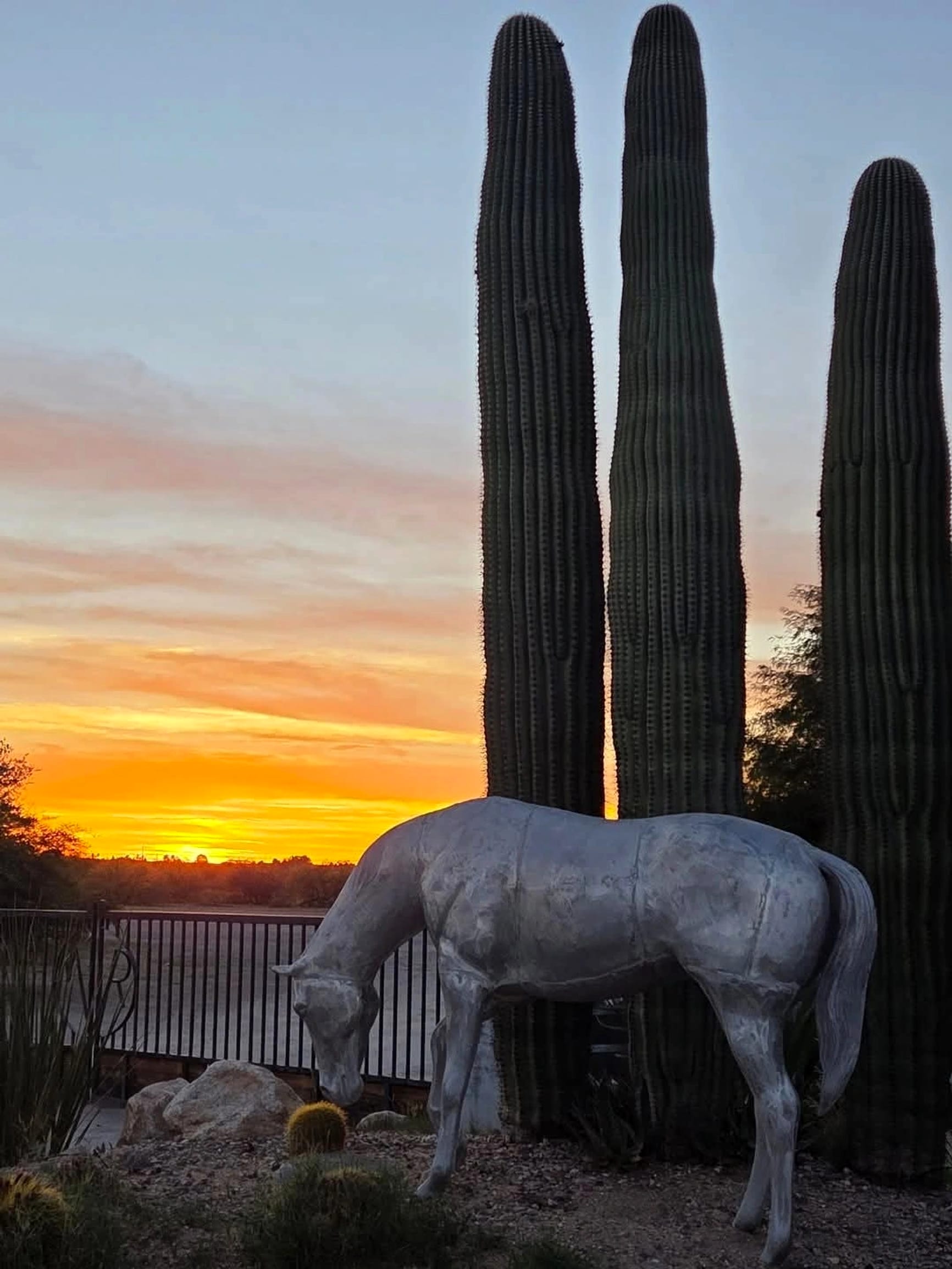 Sunset behind the saguaros, with the ranch horse sculpture in silhouette.